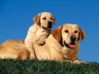 CACHORROS DE LABRADOR RETRIVER - mejor precio | unprecio.es