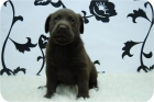 Labrador chocolate. - mejor precio | unprecio.es