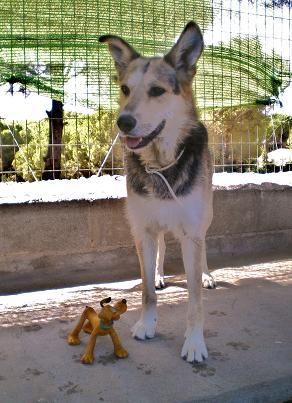 lucas, perrito cruce de pastor alemán en adopción