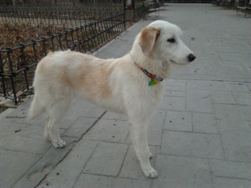 Perrita de 6 meses cruce de golden