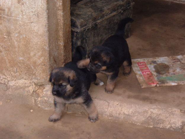 Regalo preciosos cachorros cruce mastín y pastor aleman FERROL