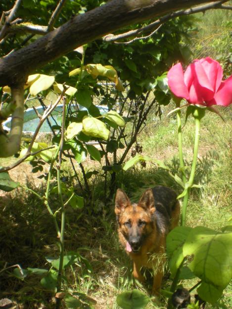 residencia canina el refugi en plena naturaleza y con numeros parques de juego.