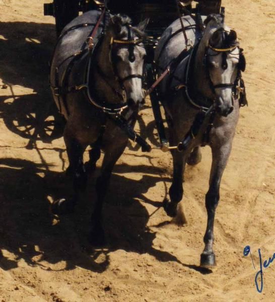 VENTA DE COCHE DE CABALLOS