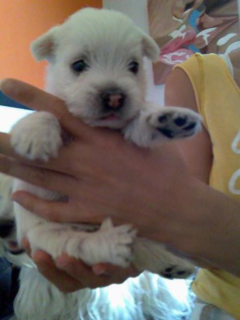 westies con buen pedigree