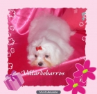 bichon maltes miniaturas - mejor precio | unprecio.es