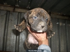CACHORRA DE PRESA CANARIO ATIGRADA PRECIO REGALO - mejor precio | unprecio.es