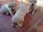 cachorros golden retriever - mejor precio | unprecio.es