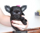 CHIHUAHUAS MINI DE CALIDAD EN VENTA, GARANTIA MIENANO.COM - mejor precio | unprecio.es