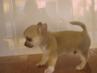 EXCELENTE CACHORRO MACHO CHIHUAHUA - mejor precio | unprecio.es