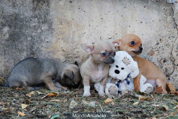 Fantásticos cachorros de Chihuahua