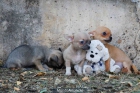 Fantásticos cachorros de Chihuahua - mejor precio | unprecio.es