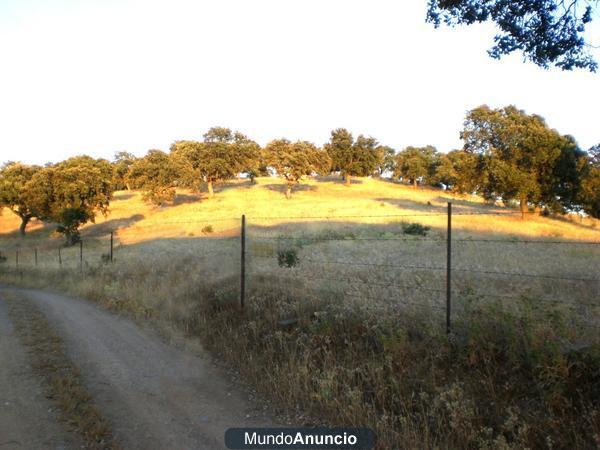 FINCA DE ENCINAS DEHESA EN CONQUISTA CÓRDOBA 8 ha