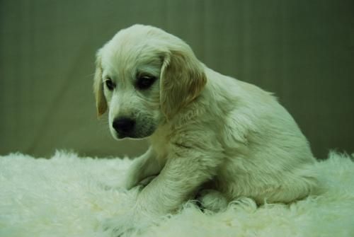 Golden Retriever - Cachorros Disponibles -