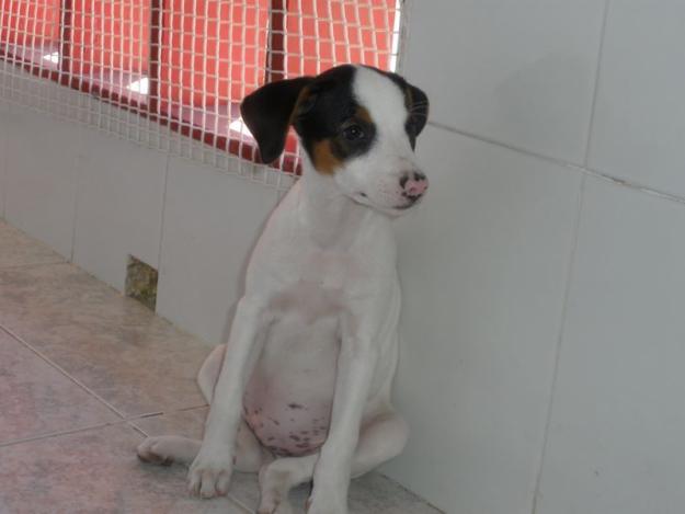 Odei, cachorro en adopción