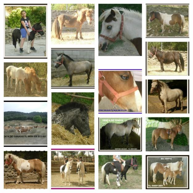 Se venden ponys shetlands, otras razas y caballos.