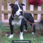 staffordshire bull terrier para monta - mejor precio | unprecio.es