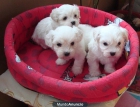 Tu mascota favorita - mejor precio | unprecio.es