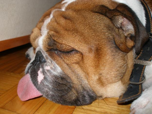busco hembra para cruce