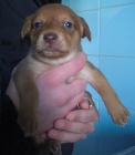 Cachorrita tamaño mediano en adopcion - mejor precio | unprecio.es