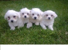 cachorros de bichon maltes - mejor precio | unprecio.es