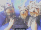 Camada de dos perritas yoskshire toys - mejor precio | unprecio.es