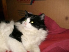 Dolce, gato bosque de noruega en adopción, madrid - mejor precio | unprecio.es