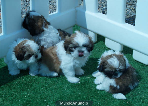 Impresionantes Shih-tzu, cachorros de dos meses  Santander - Cantabria