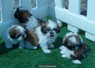 Impresionantes Shih-tzu, cachorros de dos meses  Santander - Cantabria - mejor precio | unprecio.es
