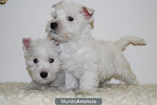 Preciosos Westy Camada con 2 meses Cachorros Disponibles