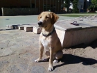 regalo perro - mejor precio | unprecio.es