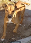 vendo cachorros de American Staffordshire - mejor precio | unprecio.es