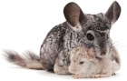 Vendo chinchillas precio 50 euros, son nacidas en casa y son muy amigables - mejor precio | unprecio.es