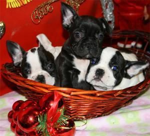 bulldog frances ¡el cachorro que quieres !