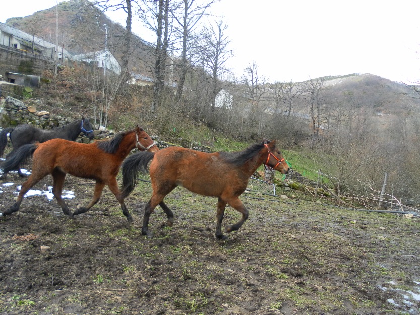 Caballos de montura economicos 200 potray 700 yegua