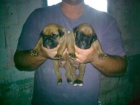 cachorra boxer - mejor precio | unprecio.es