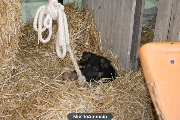 cachorro pastor aleman