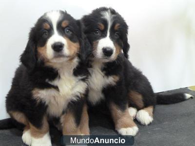 CACHORROS DE BOYERO DE BERNA
