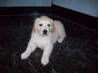Cachorros Golden - mejor precio | unprecio.es