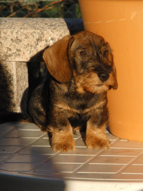 Cachorros  teckel