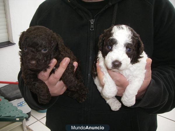 excelentes cachorras de perro de agua español