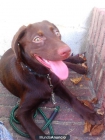 HEMBRA DE LABRADOR - mejor precio | unprecio.es