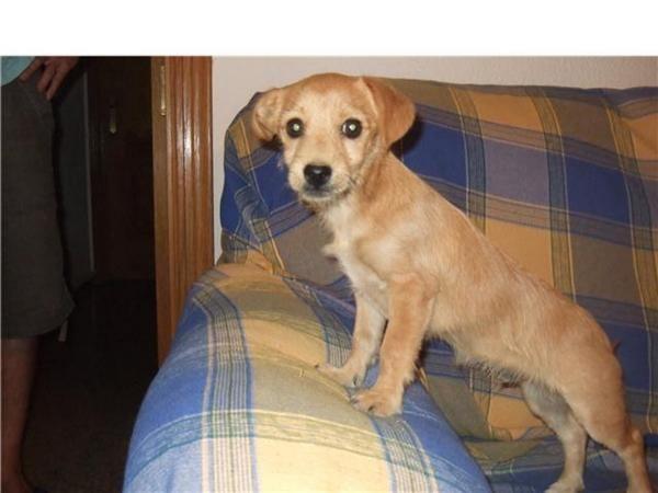 Keko, cachorro tamaño pequeño