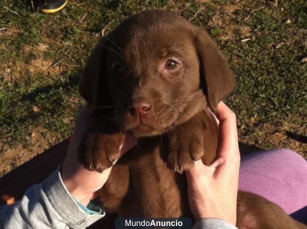 Labrador Retriever Chocolate