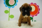 Primera linea en nuestros cachorros de boxer, excelente pedegree - mejor precio | unprecio.es