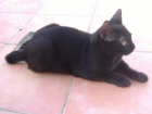 REGALO GATITO NEGRO DE 5 MESES. CARIÑOSO Y MUY JUGUETÓN. - mejor precio | unprecio.es