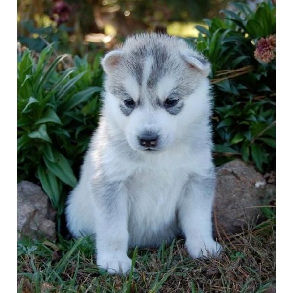 Siberian Husky Men & Women