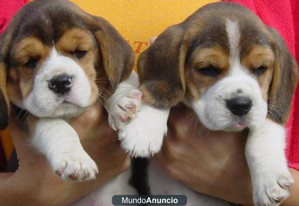 BEAGLE Cachorros tricolor