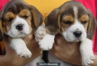 BEAGLE Cachorros tricolor - mejor precio | unprecio.es