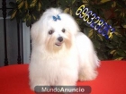 bichon maltes - mejor precio | unprecio.es