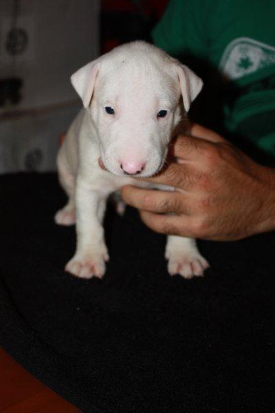 Cachorro bull terrier macho disponible